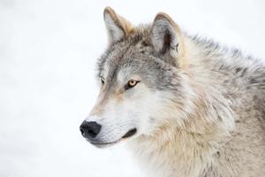 A beautiful wolf drawn in the forest  Wallpaper