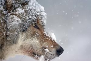 A beautiful wolf stands atop a snow-covered boulder. wolf wallpaper