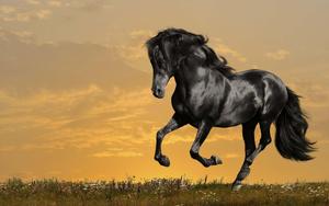 a black horse running in the field horse wallpaper