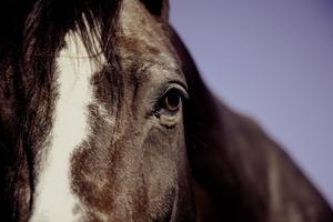 A Black Horse stares off into the Distance horse wallpaper
