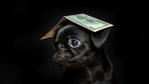 a black pug with a dollar bill on its head cute dark wallpaper