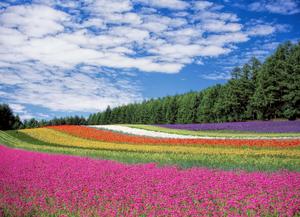 A Blissful Moment With Nature's Flower nature flower wallpaper