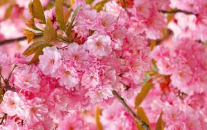 A Blooming Pink Flower in Full Bloom flower wallpaper