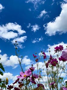 a blue sky with white clouds nature flower wallpaper