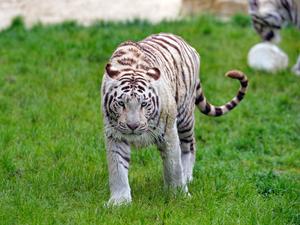 A breathtaking White Tiger walking gracefully through the grass tiger wallpaper