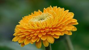 A bright Gerbera flower against an orange background. flower wallpaper
