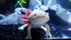 A bright pink Axolotl basking in the sun axolotl wallpaper