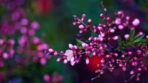 A Bright Pink Flower for Brightening Up Spring spring desktop wallpaper