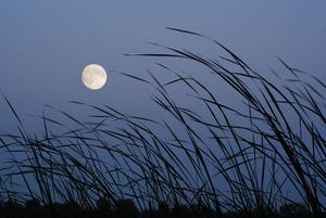 A Brightly Shimmering Moon Rising Through a Field at Dusk moon wallpaper