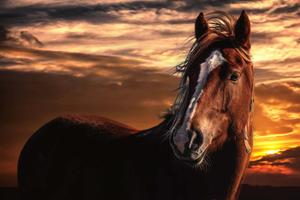 A brown and white horse peacefully grazing in a meadow horse wallpaper