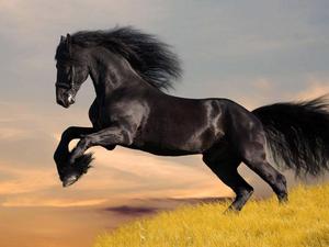 A brown horse galloping through a grassy field horse wallpaper