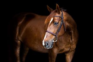 a brown horse is standing in front of a black background horse wallpaper