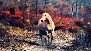 A brown horse runs across a golden grass field in the sunset. horse wallpaper