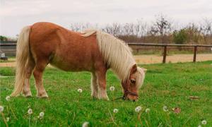 A brown, white and black horse in an open field. horse wallpaper