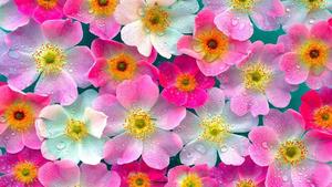 a bunch of pink and yellow flowers with water droplets nature flower wallpaper