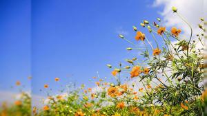 A Bunch of Sunny Yellow Flowers spring desktop wallpaper