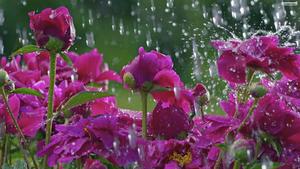 A Calm Rainy Spring Day spring desktop wallpaper