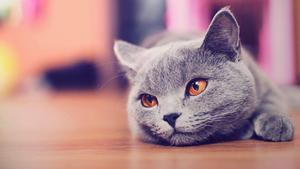 A Cat Lying Down, Looking Around animated wallpaper