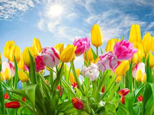 A Celebration of Spring in Desktop spring desktop wallpaper
