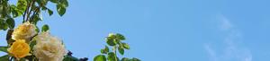 a clock with flowers in the sky 4k nature wallpaper