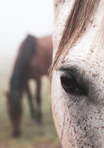 A Close Look Into the Intense, Brown Eye of an Appaloosa Horse horse wallpaper