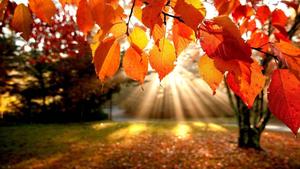 A Close-Up Look at Autumn Leaves fall wallpaper
