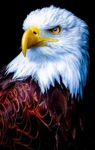 a close up of an eagle with a black background eagle iphone wallpaper