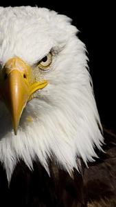 a close up of an eagle with a black background eagle iphone wallpaper