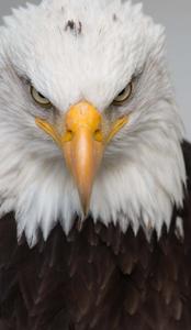 a close up of an eagle with a yellow beak eagle iphone wallpaper