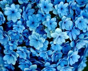a close up of blue flowers blue aesthetic wallpaper
