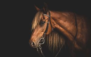 A close-up portrait of a beautiful and majestic horse horse wallpaper