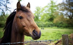 A Close-Up View of a Horse's Head horse wallpaper
