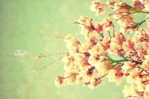 A colorful magnolia flower painting for your spring desktop spring desktop wallpaper