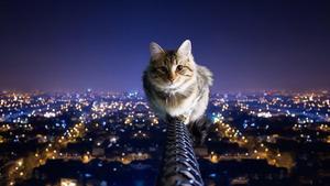 A cool cat that's taking it easy cool wallpaper