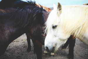 A Couple of Horses, Standing in Harmony. horse wallpaper