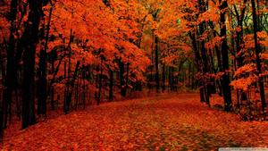 A delicate walk amongst a vivid red autumn forest fall wallpaper