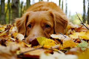 A dog enjoys the crisp autumn air. fall wallpaper