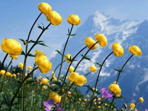 A field full of gorgeous wild flowers nature flower wallpaper