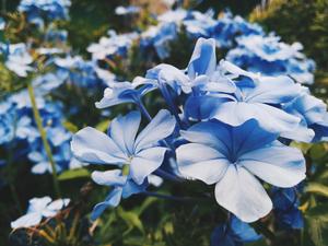 A field of delicate lilac blue flowers blooming in a vibrant garden flower wallpaper