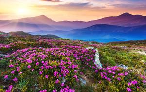A Field of Magenta Flowers Blooming in the Summertime nature flower wallpaper