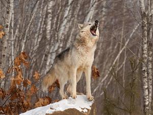 A fierce and wise wolf looking into the horizon. wolf wallpaper