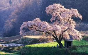 A Flourishing Tree Crafting a Beautiful Landscape beautiful wallpaper
