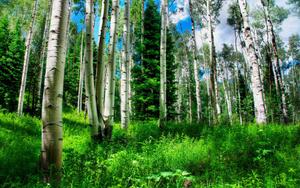 a forest of aspen trees Wallpaper