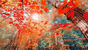 a forest with red leaves and sunlight fall aesthetic wallpaper