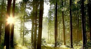 a forest with sunlight shining through the trees forest wallpaper