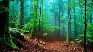 a forest with trees and a path forest wallpaper