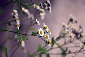 A Freshly Blooming Small White Daisy Flower flower wallpaper