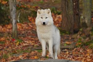 A Giant White Wolf Exploring the Wilderness wolf wallpaper