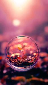 a glass ball with a plant inside whatsapp dp wallpaper