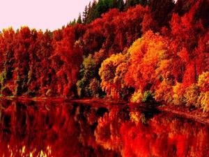 A golden blanket of leaves under the autumn sky fall wallpaper